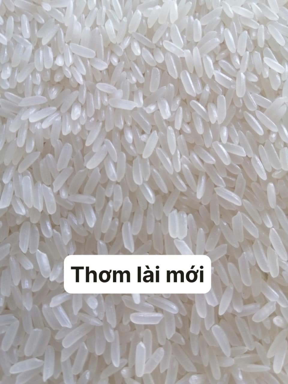 Gao_thom_lai Gạo thơm lài