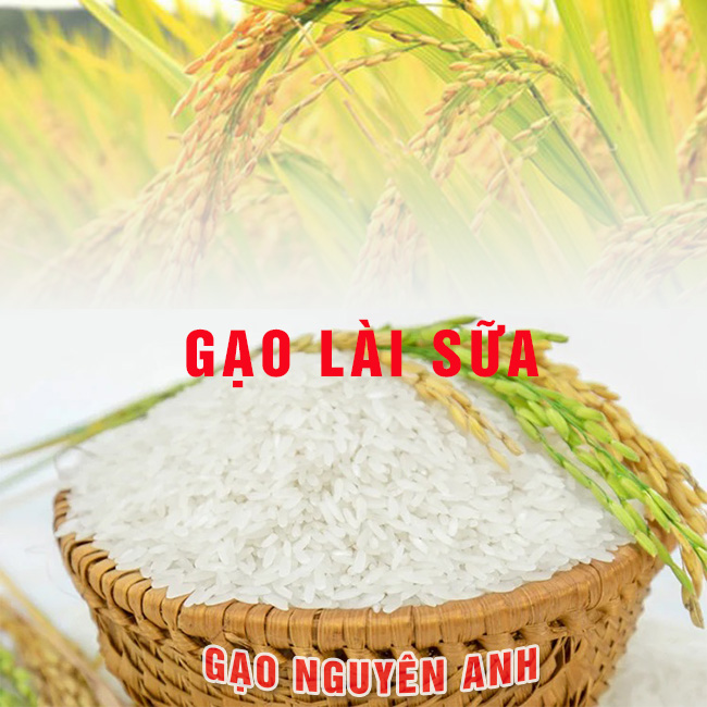 gao-lai-sua-gao-ngon-nguyen-anh gạo lài sữa