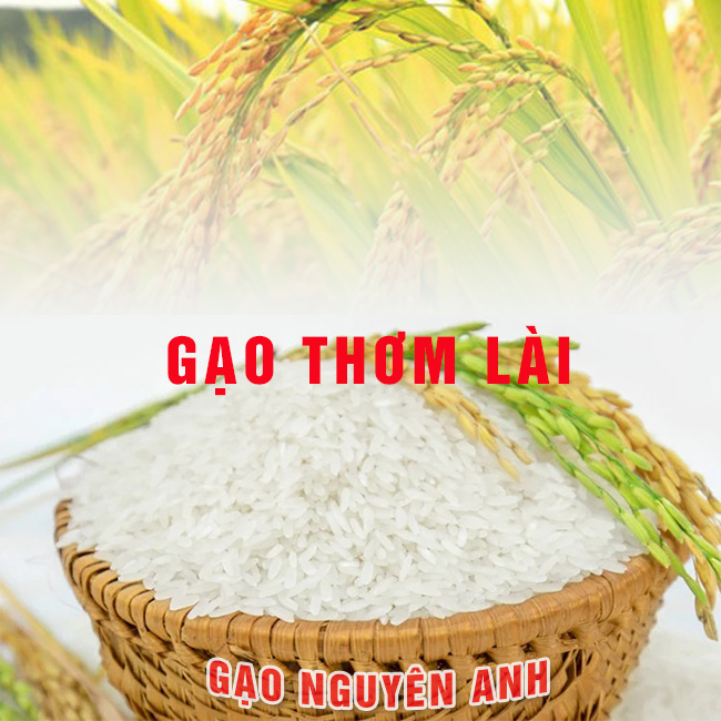 gao-thom-Lai-gao-ngon-nguyen-anh Gạo thơm lài